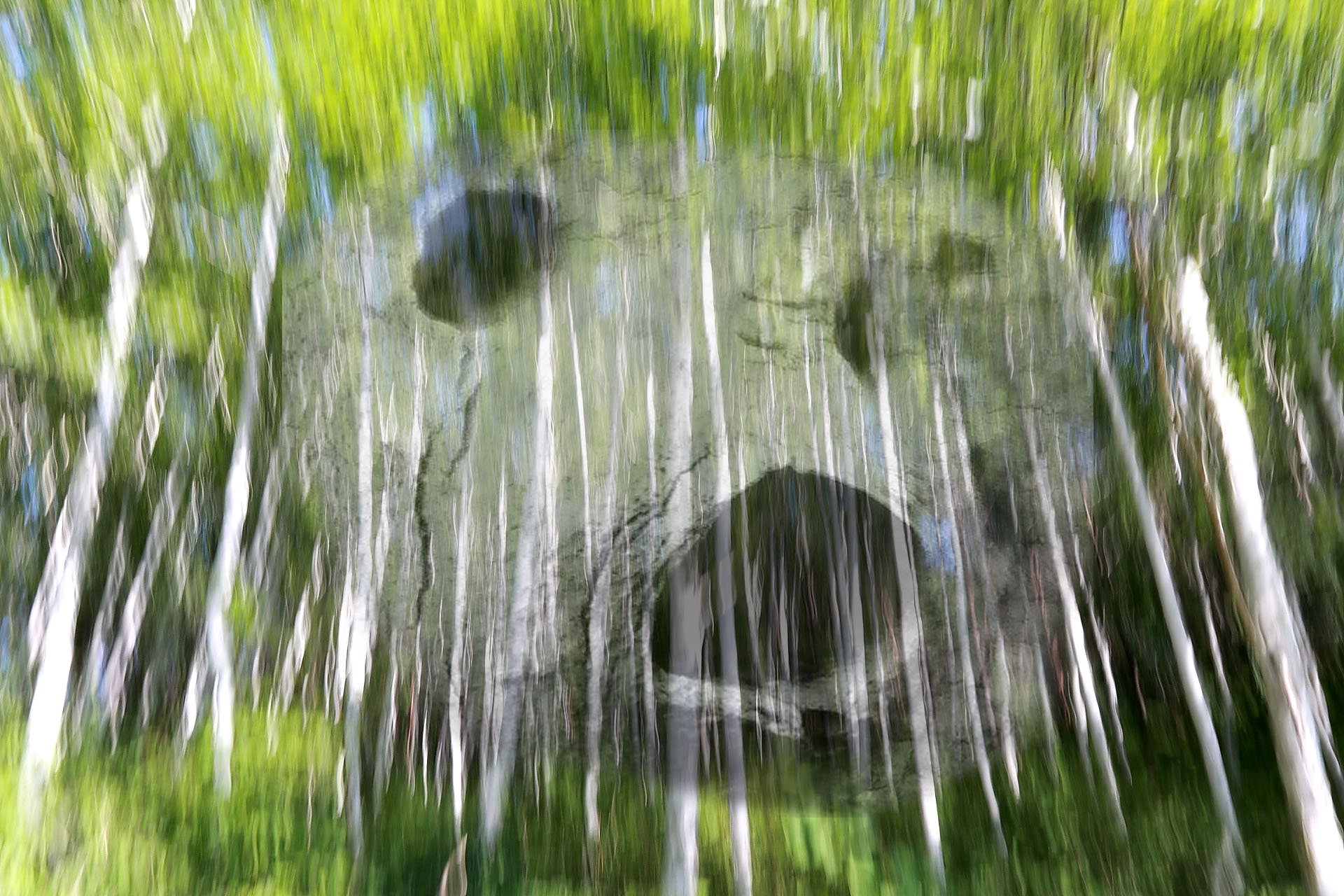 귀신.jpg : 자작나무 숲의~~~