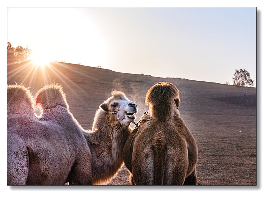 DSC_3375.jpg : 낙타와 함께 춤을