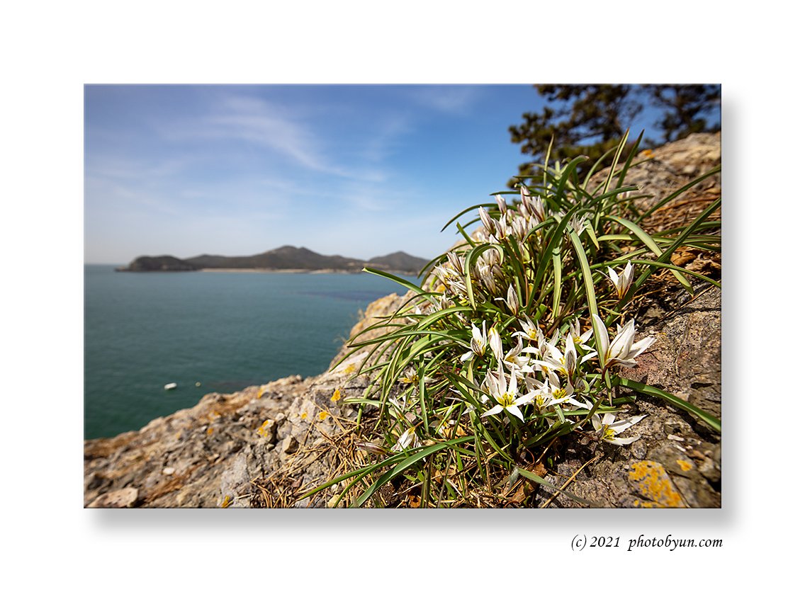 0P3A0931.jpg : 산자고