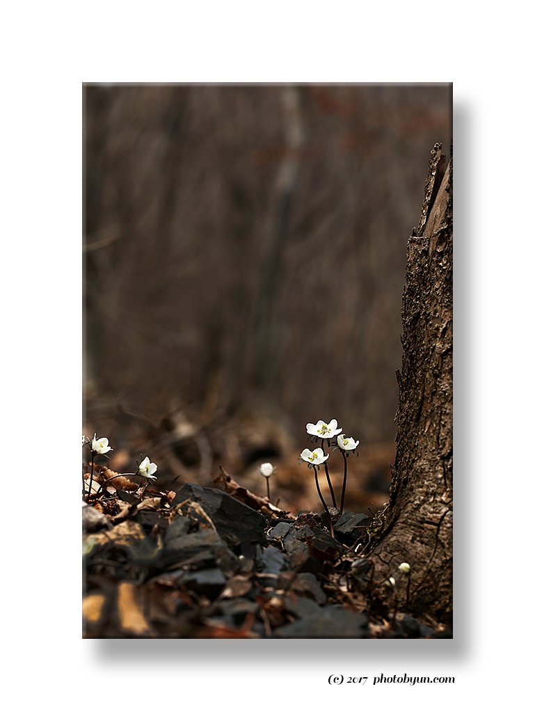 Q23C0680.jpg : 변산바람꽃