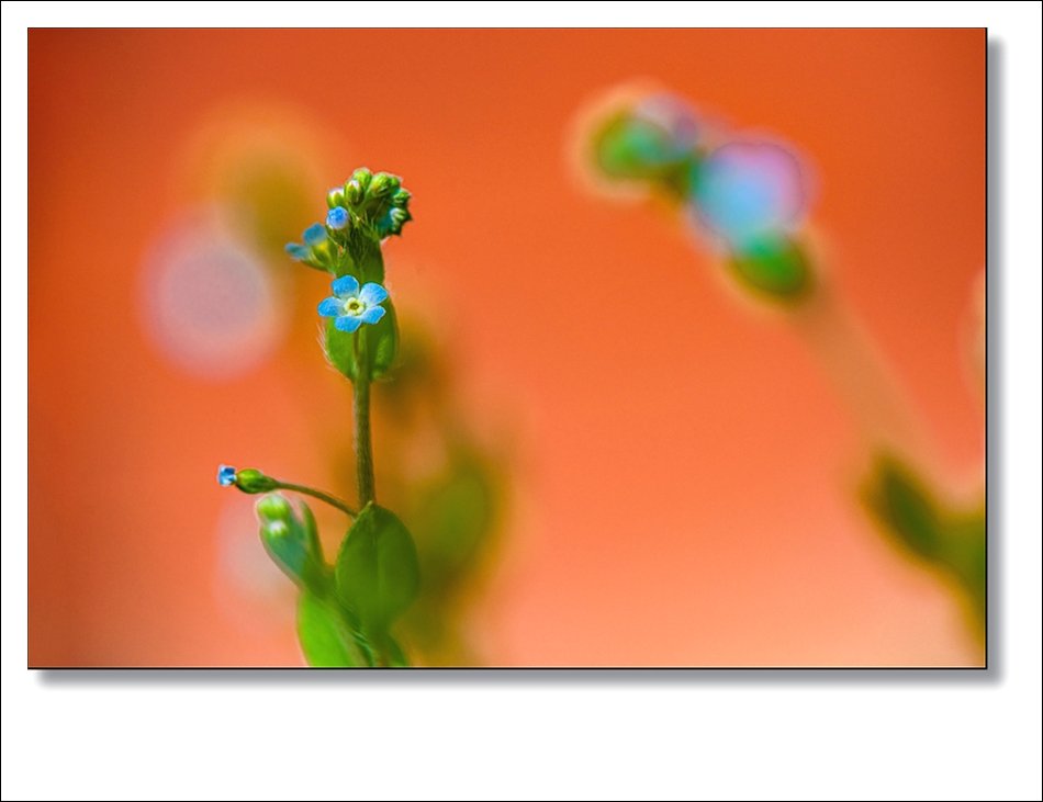 DSC_1708.jpg : 잡초 : 꽃마리