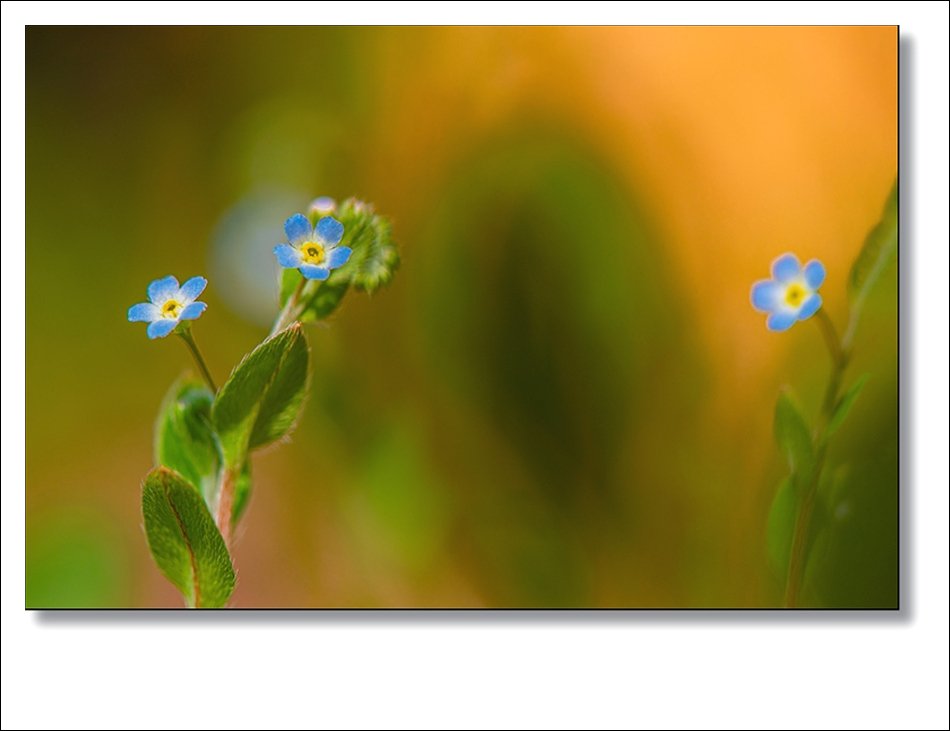 DSC_1710.jpg : 잡초 : 꽃마리