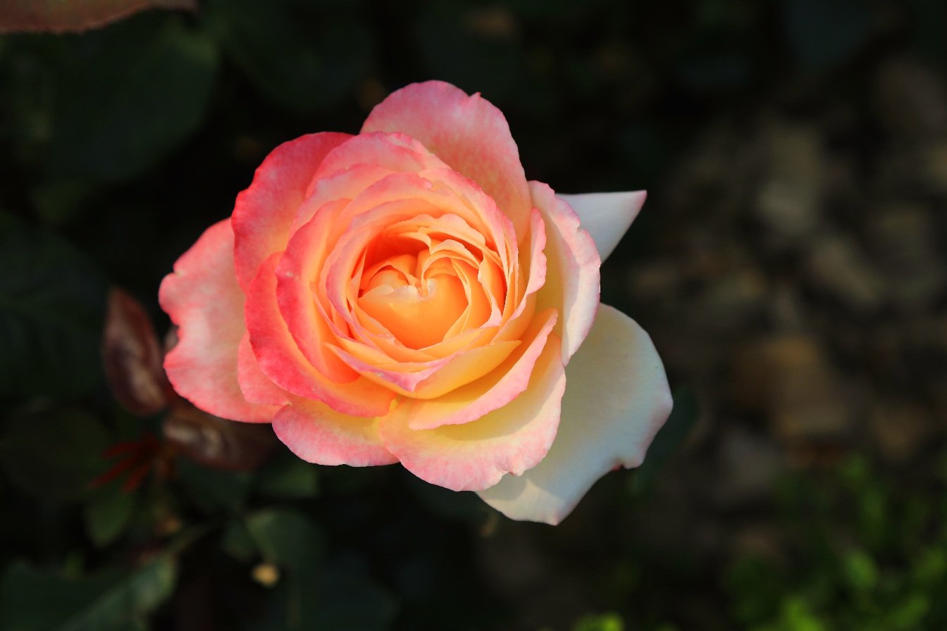 979A5115.JPG : 장미