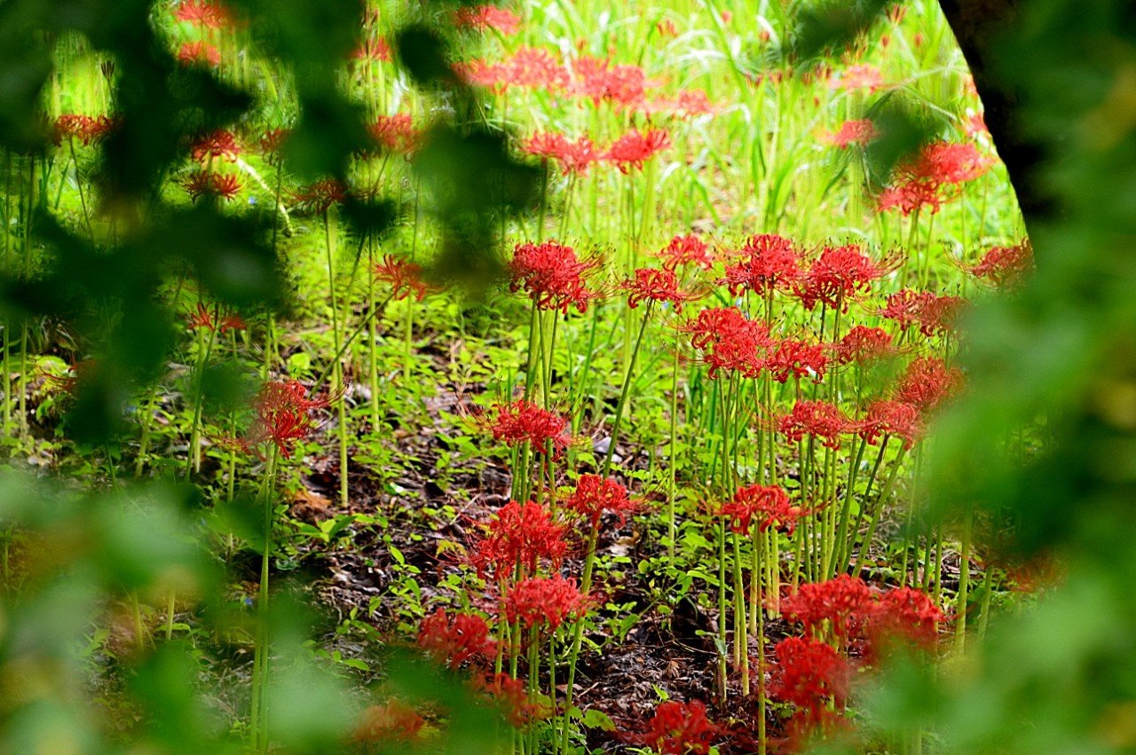 BandPhoto_10188596501.jpg : 정모ㅡ불갑사