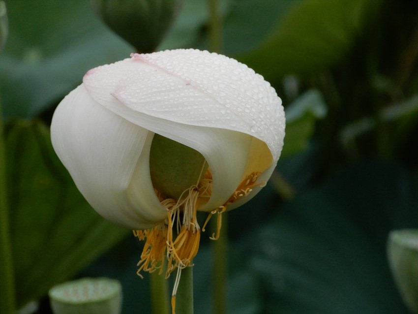 DSCN5542.jpg : 이상한 년(연)