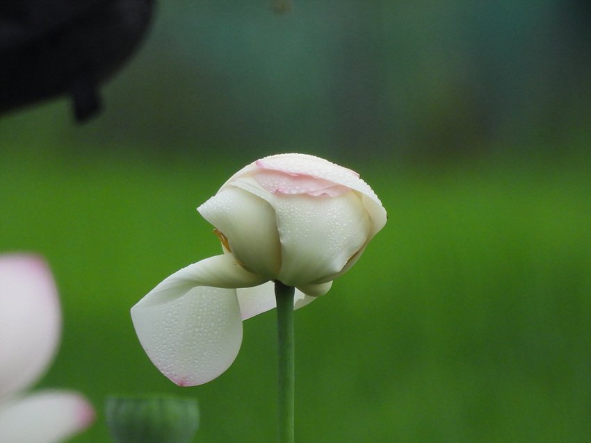 DSCN8750.jpg : 이상한 년(연)