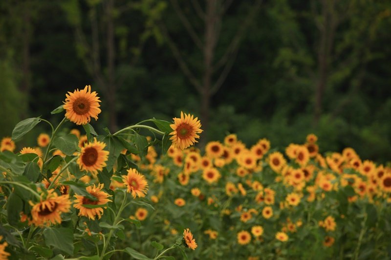 보정.JPG : 즐거운 광교