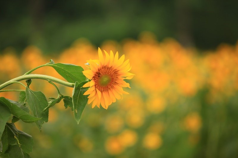 보정.JPG : 즐거운 광교