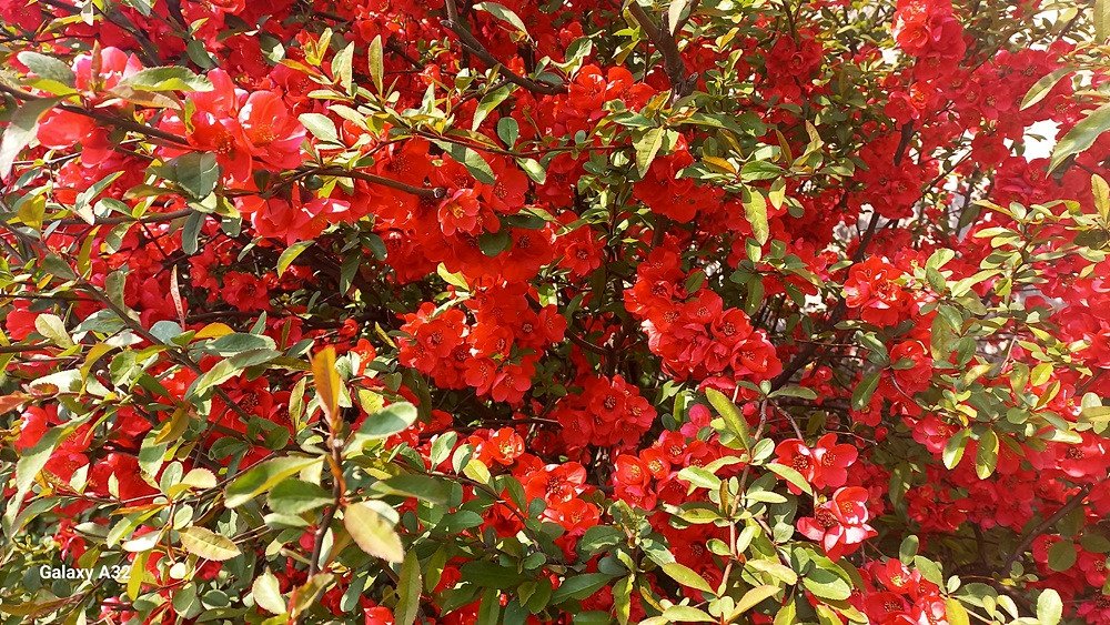 KakaoTalk_20250410_163126110_20250410_171320_843.jpg : 울동네에 핀꽃들