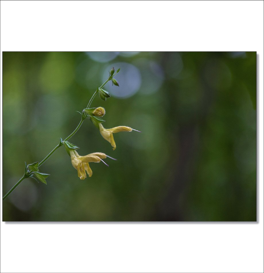 [R]DSC_6299_1.jpg : 야생화 : 배암차즈기