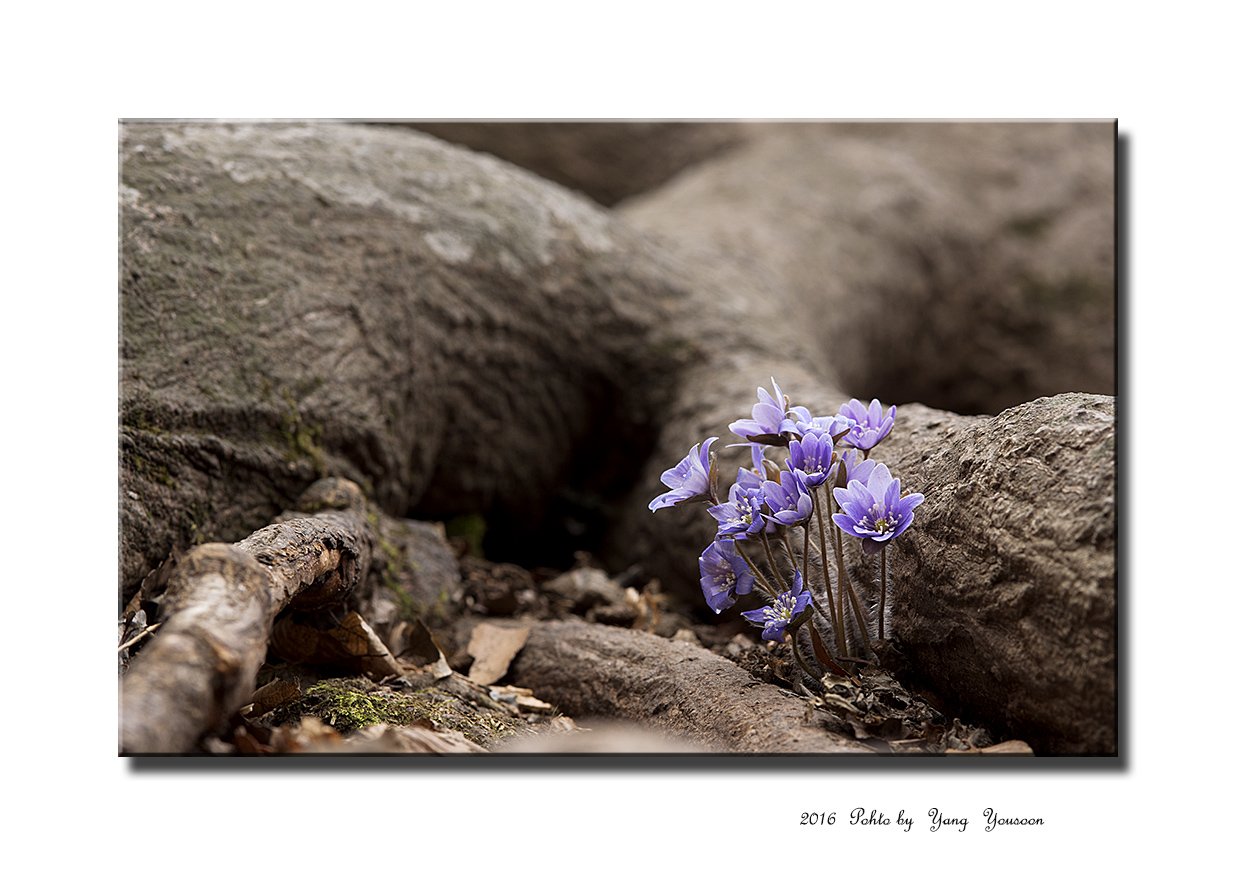 DSC_6658-11-r.jpg : 청노루귀 가족