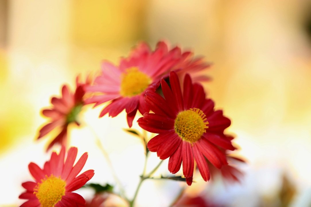 IMG_4061.JPG : 국화