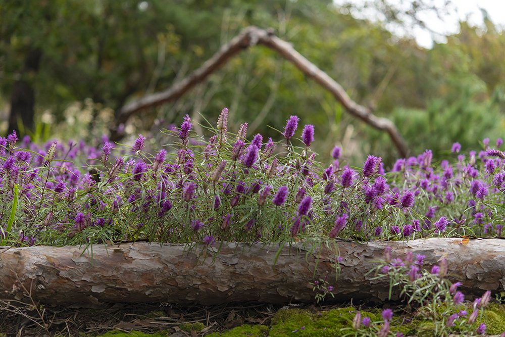 LMJ_2796.jpg : 가는잎 향유