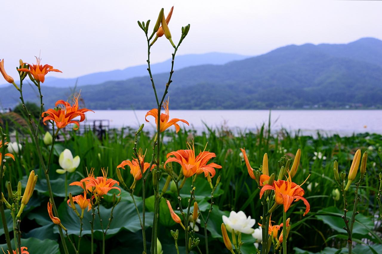 BandPhoto_6413053883.jpg : 나리.연.강