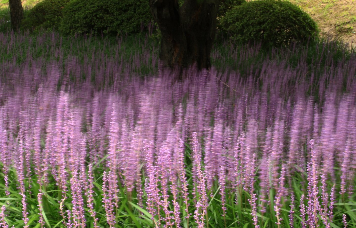 맥문동-장노출0T6A5315-보정.jpg : 맥문동 벙개에서