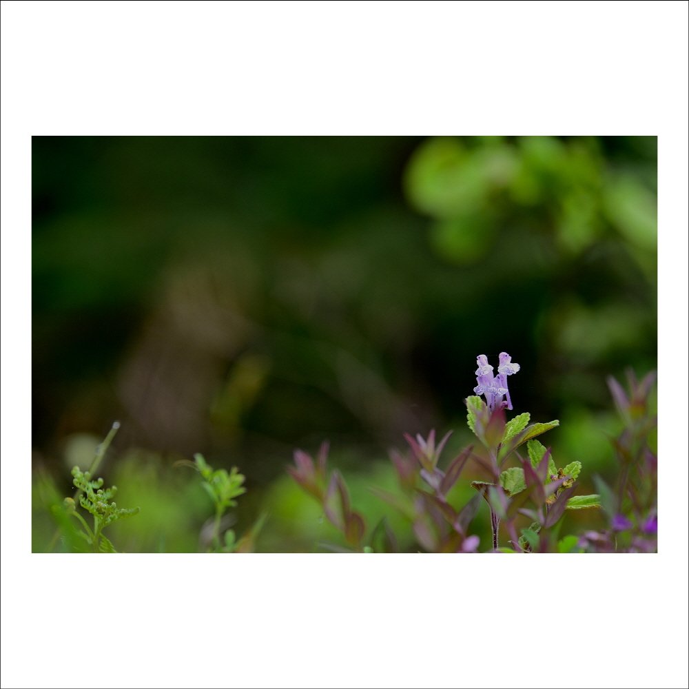 크기변환_DSC_8610.jpg : 떡잎골무꽃 : 야생화 크기변환_DSC_8610.jpg : 떡잎골무꽃 : 야생화