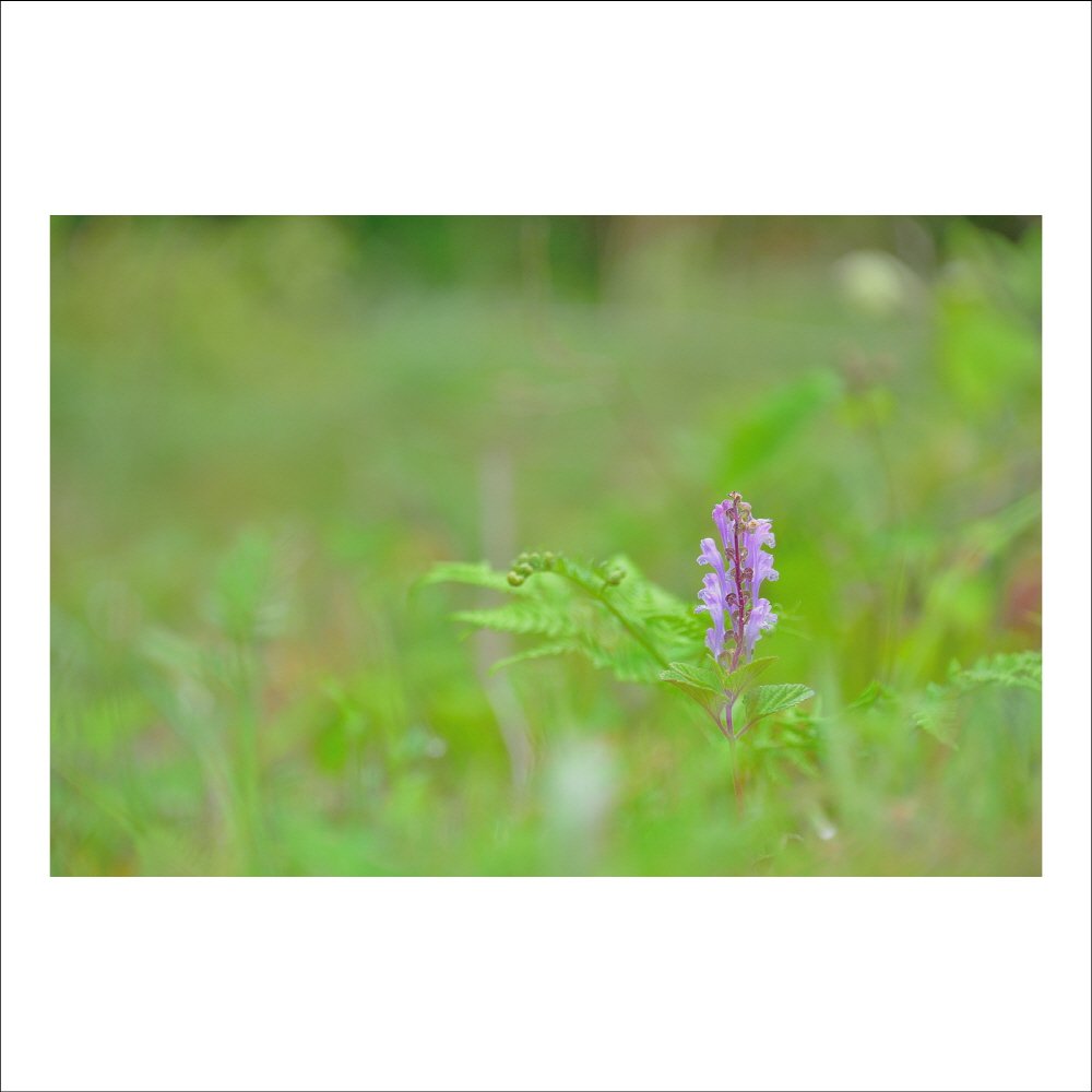 크기변환_DSC_8612.jpg : 떡잎골무꽃 : 야생화 크기변환_DSC_8612.jpg : 떡잎골무꽃 : 야생화