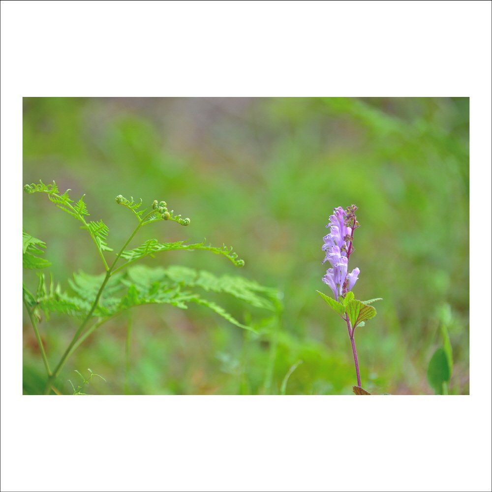 크기변환_DSC_8613.jpg : 떡잎골무꽃 : 야생화 크기변환_DSC_8613.jpg : 떡잎골무꽃 : 야생화