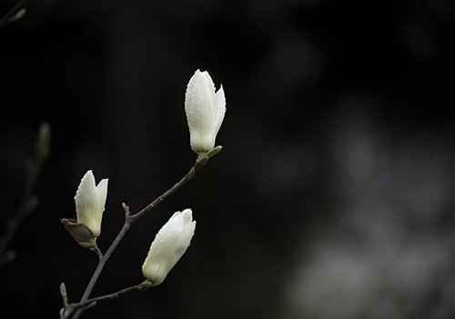 LMJ_0993-9.jpg : 목련