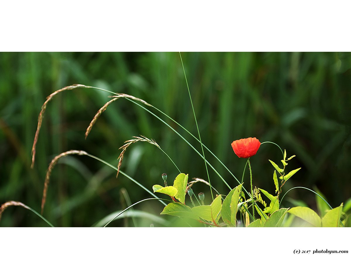 181A0860.jpg : 양귀비