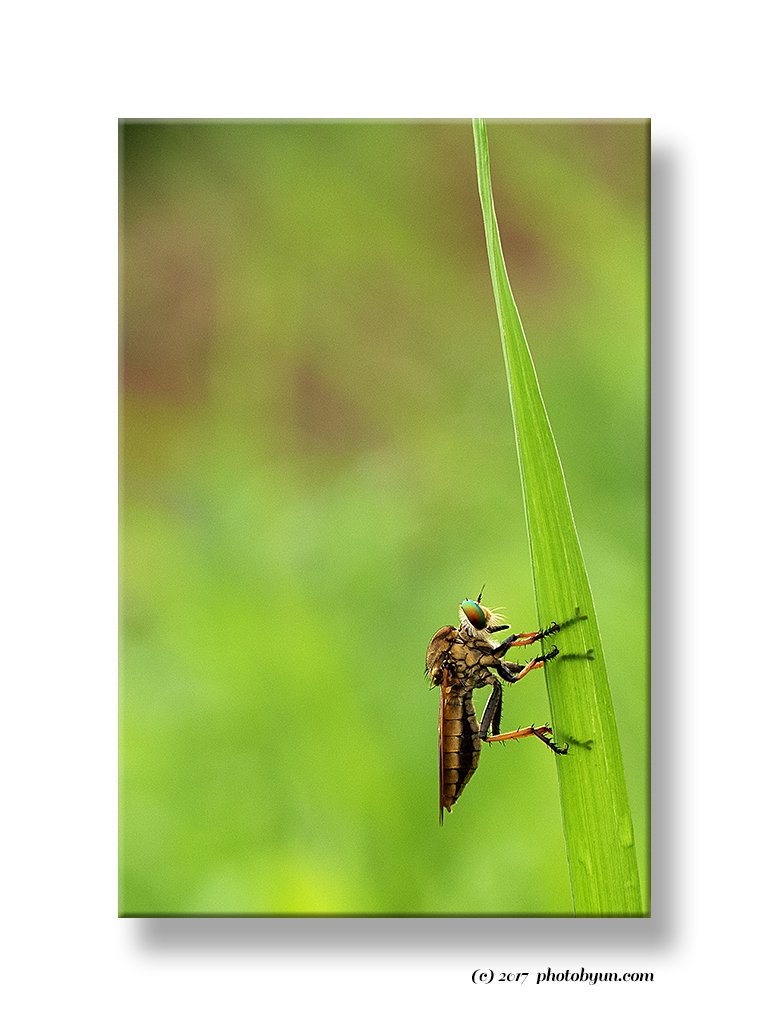 181A4883.jpg : 파리매