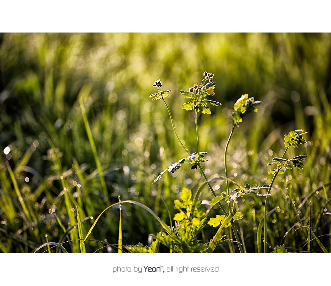 잡초-Web.jpg : ...