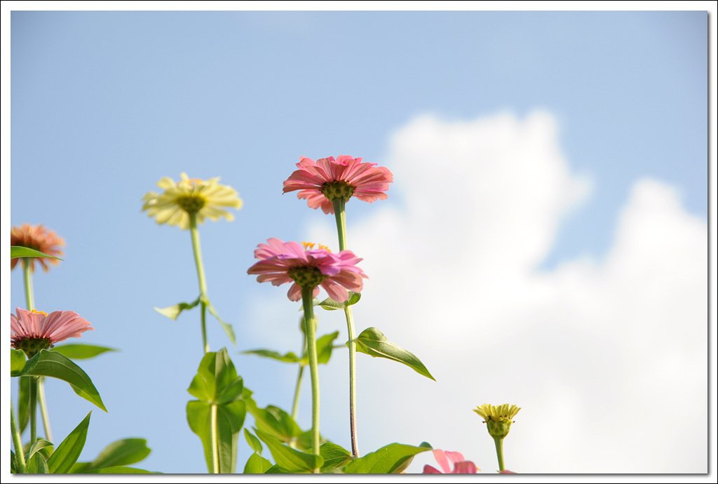 DSC_3955.jpg : 처음 올려보는 사진입니다