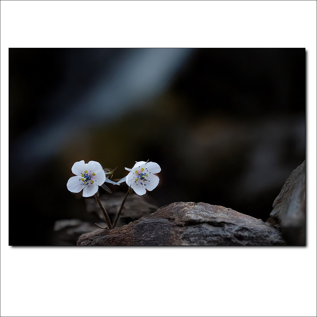 _DSC0252.jpg : 설악산의 변산바람꽃 _DSC0252.jpg : 설악산의 변산바람꽃