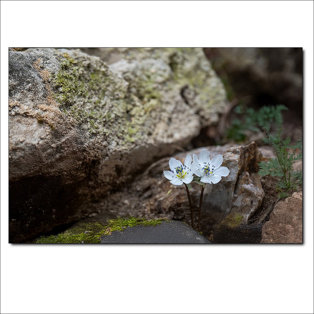 _DSC0261.jpg : 설악산의 변산바람꽃 _DSC0261.jpg : 설악산의 변산바람꽃