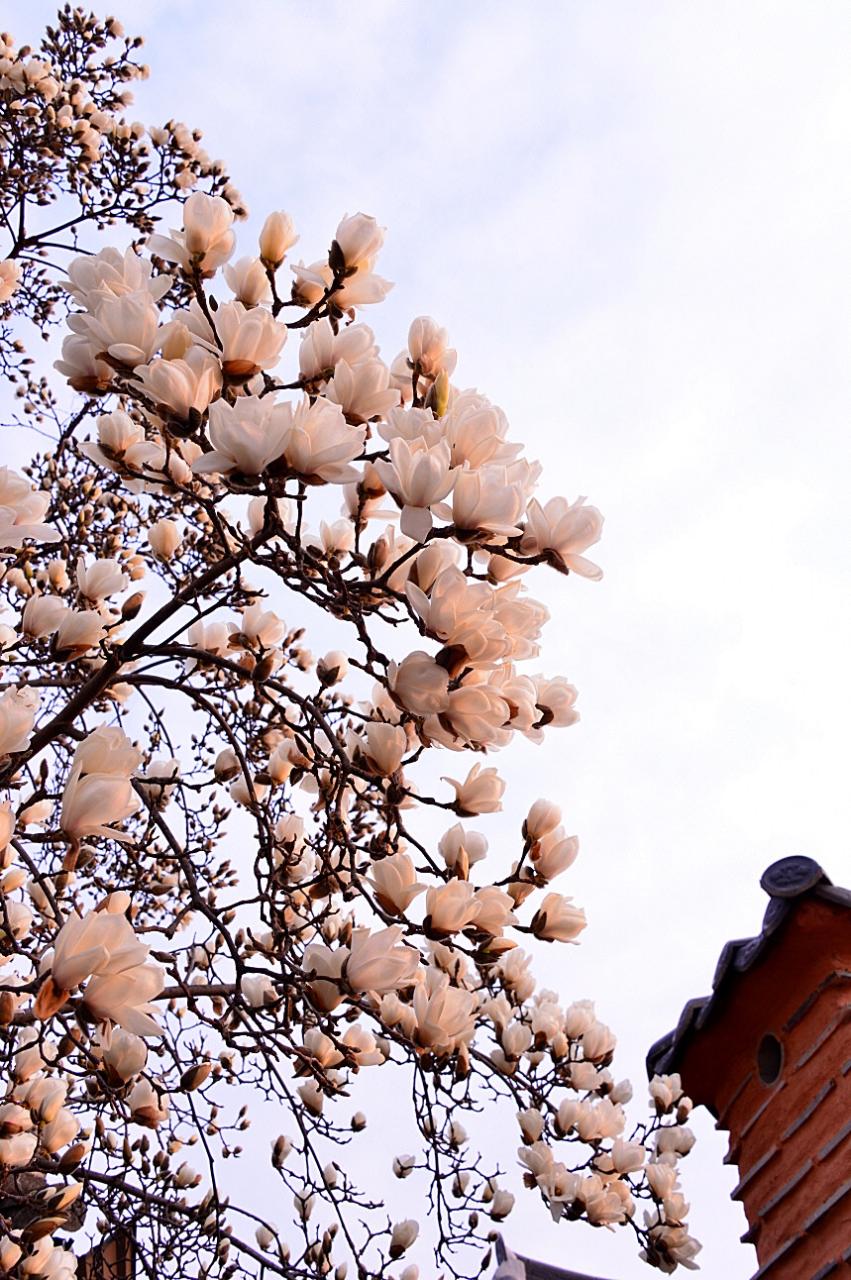 BandPhoto_5587767088.jpg : 전주 한옥마을