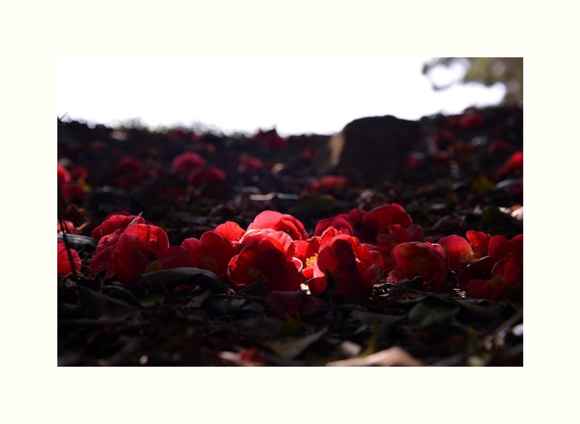 IMG_20170415_092533.jpg : 서천 동백숲