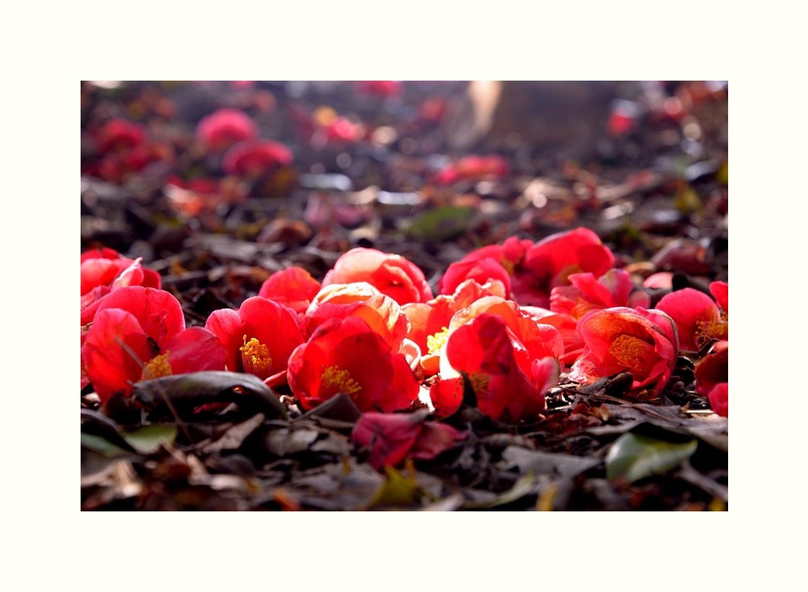 IMG_20170415_092340.jpg : 서천 동백숲