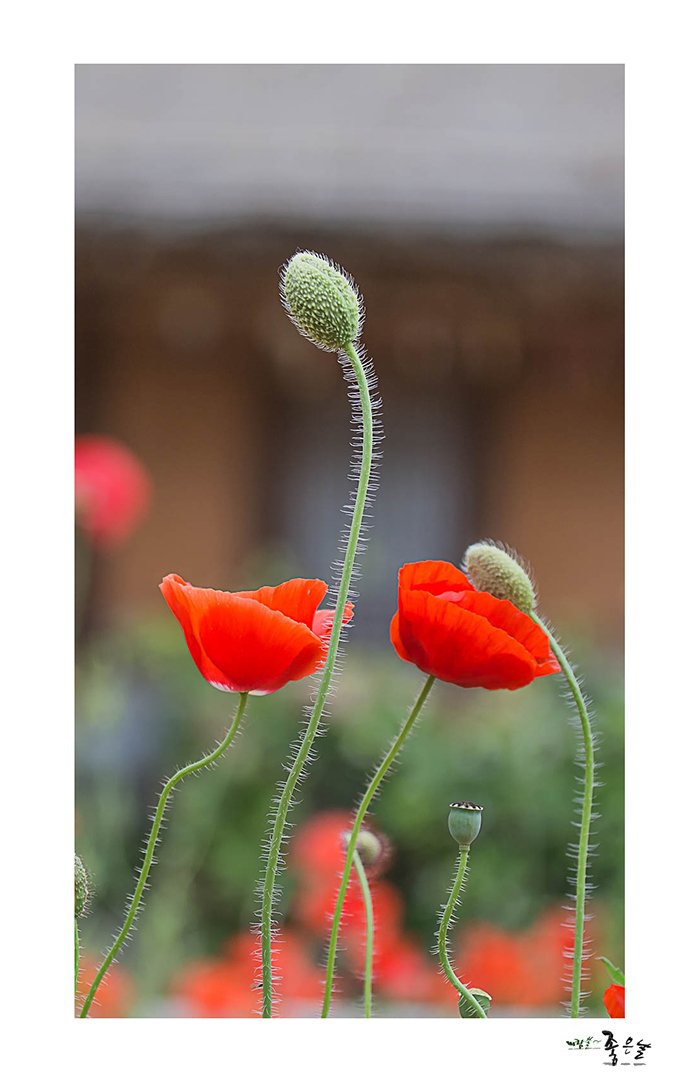 IMG_93090.jpg : 유혹..