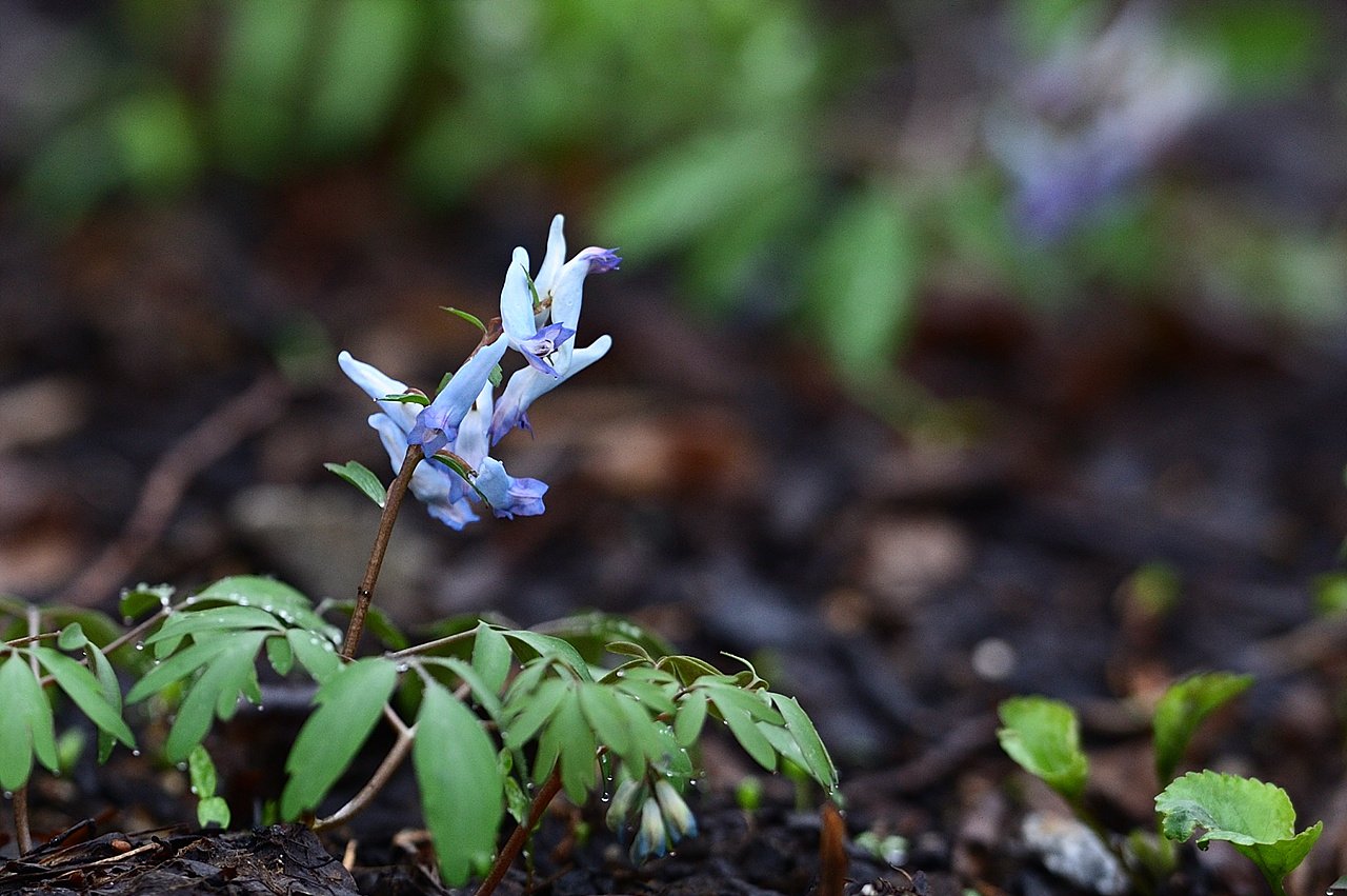 _DSC4738_00001.jpg : 한택식물원 번개 인증샷