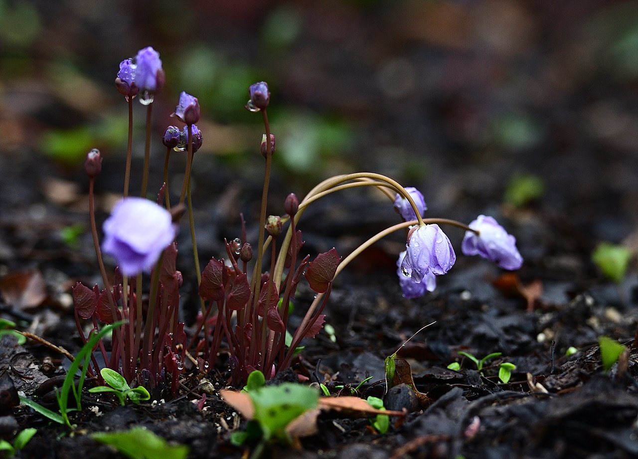 _DSC4747_00001.jpg : 한택식물원 번개 인증샷