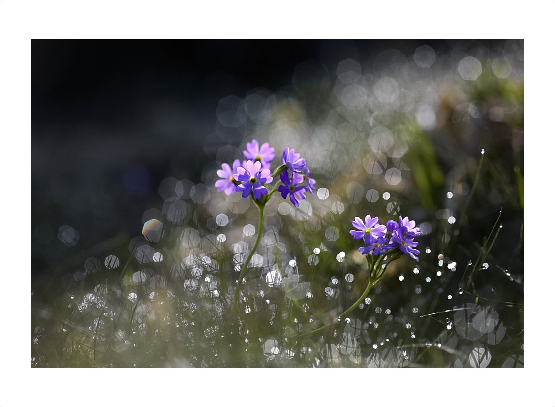 초설앵.jpg : 설앵초