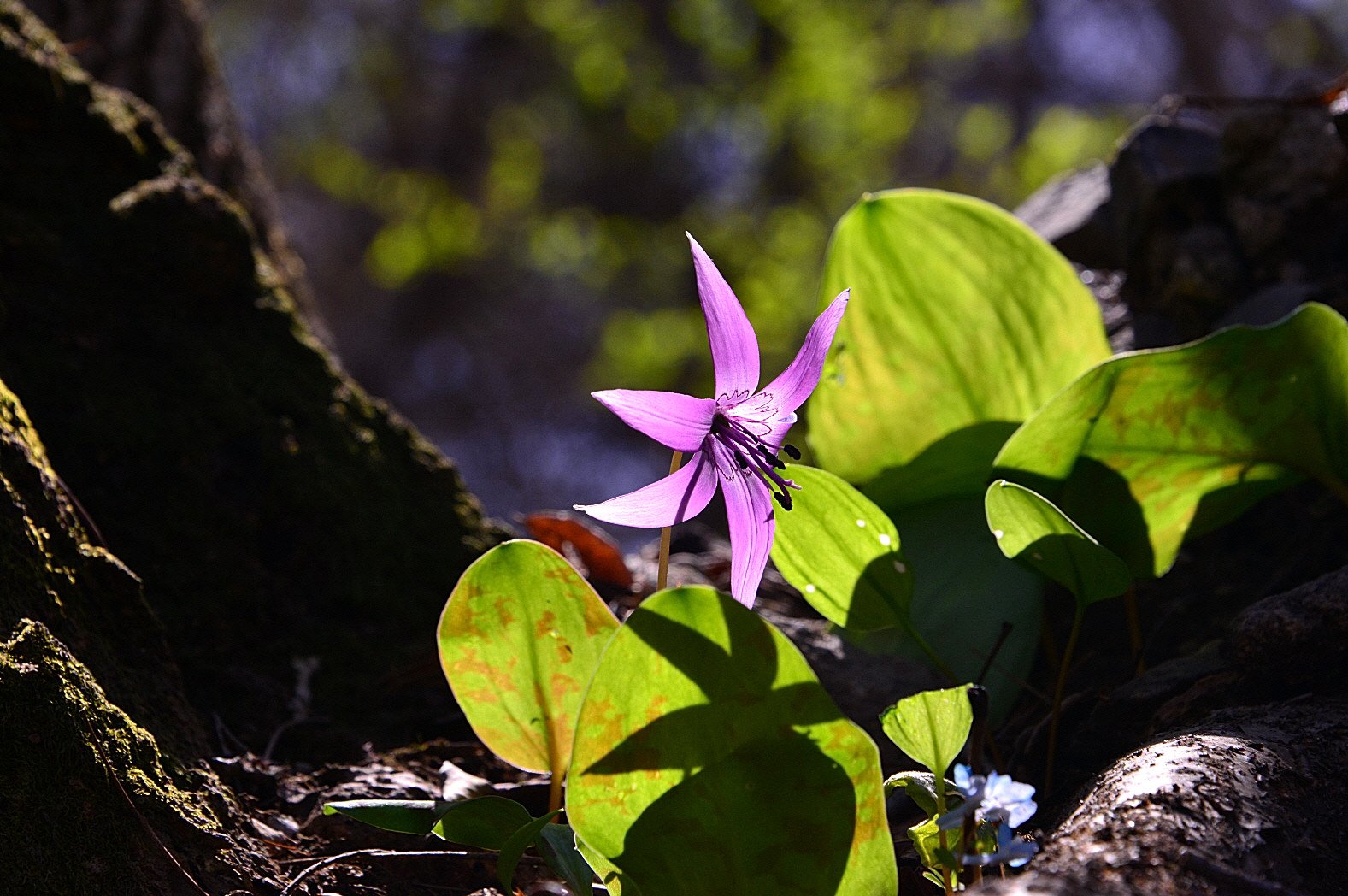 DSC_3126.JPG : 얼레지 ^^