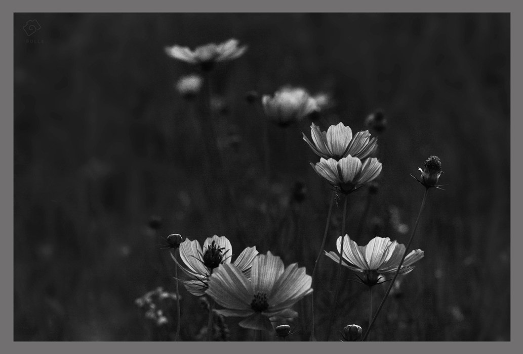 CE3A3688jpgb4wresize.jpg : 당수동 벙개