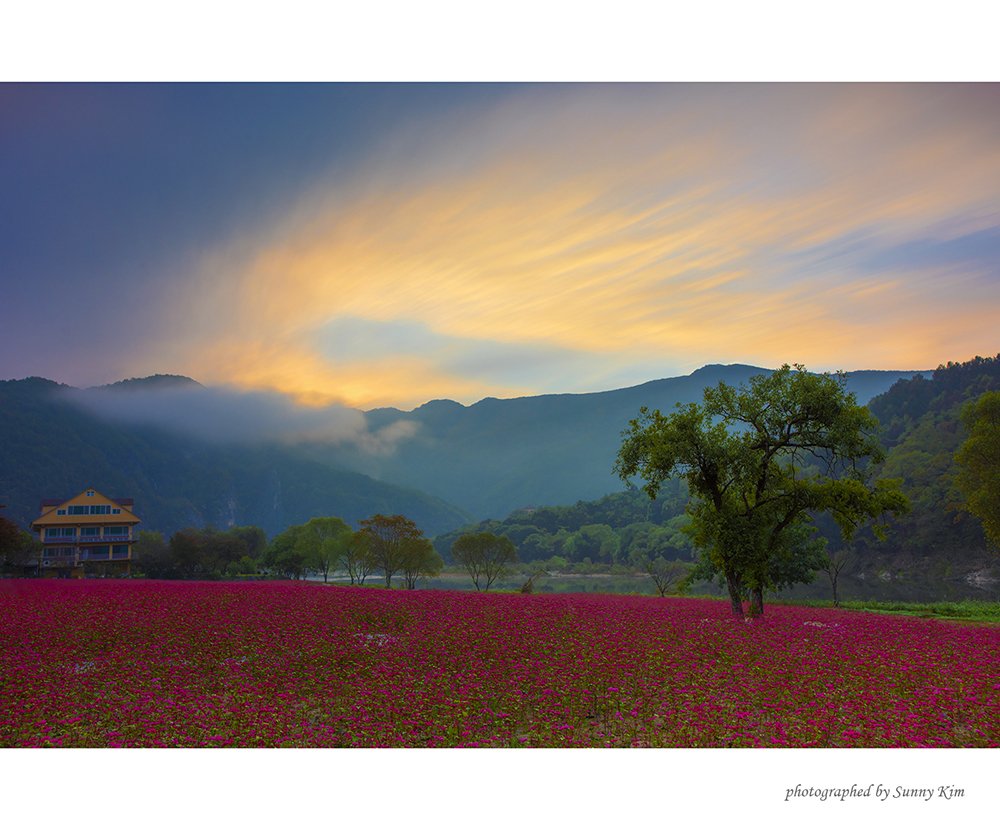 _DSC1305-1접사모.jpg : 홍메밀꽃이 있는 풍경