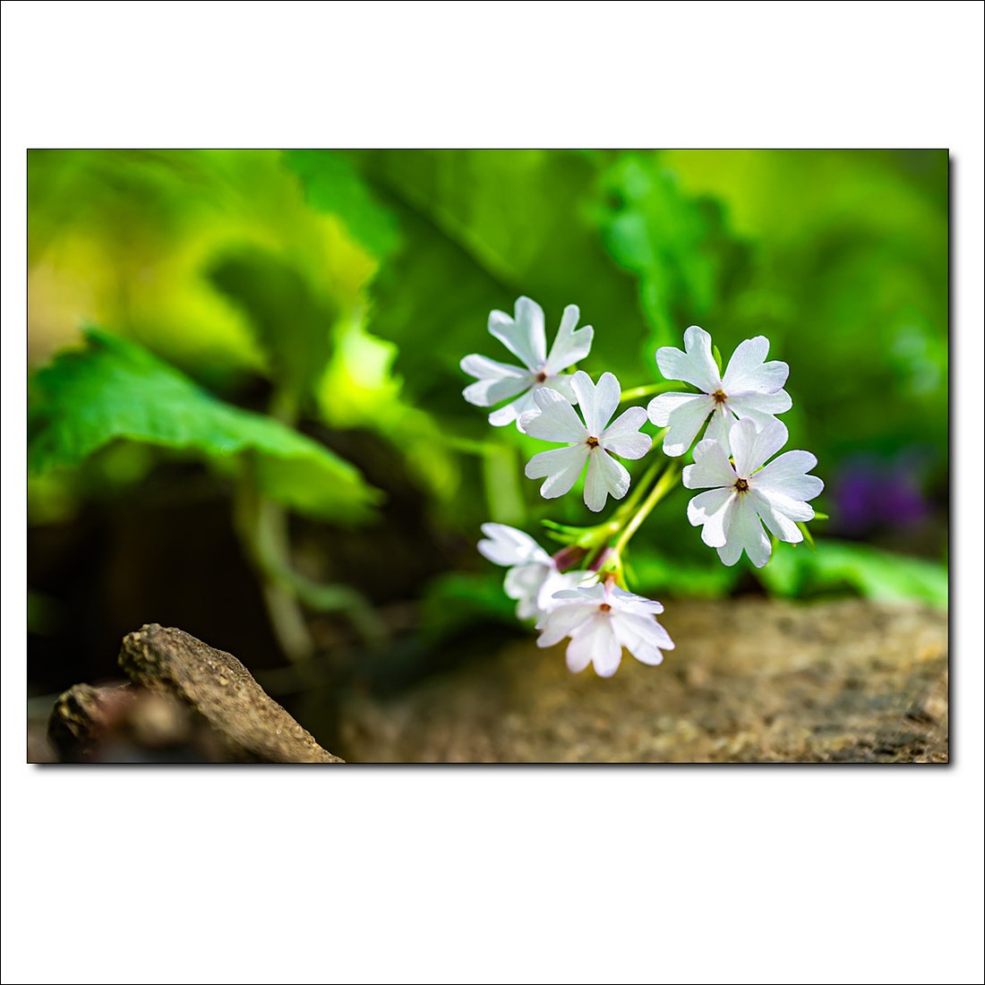 _DSC1724.jpg : 야생화 : 흰앵초