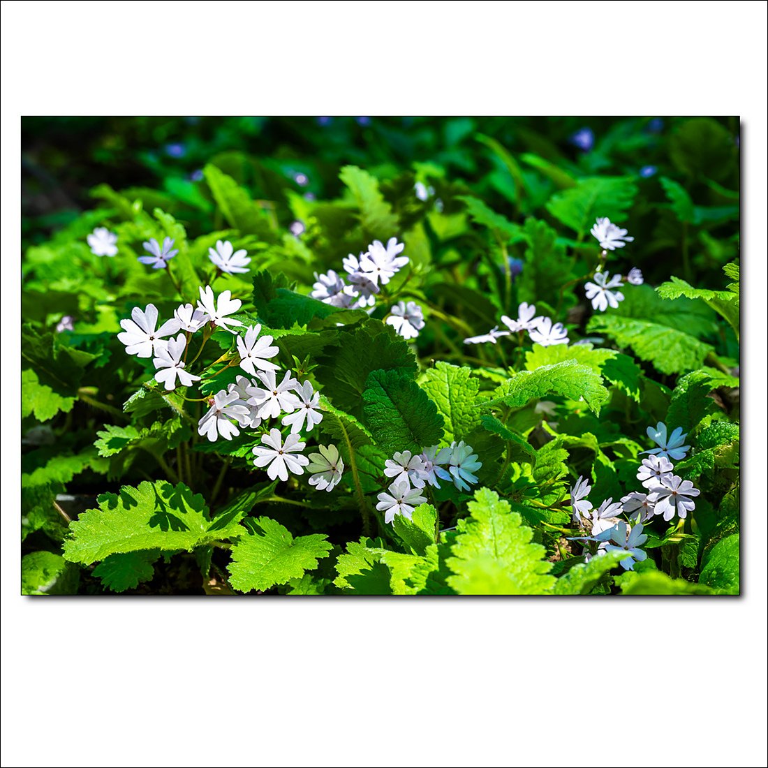 _DSC1736.jpg : 야생화 : 흰앵초