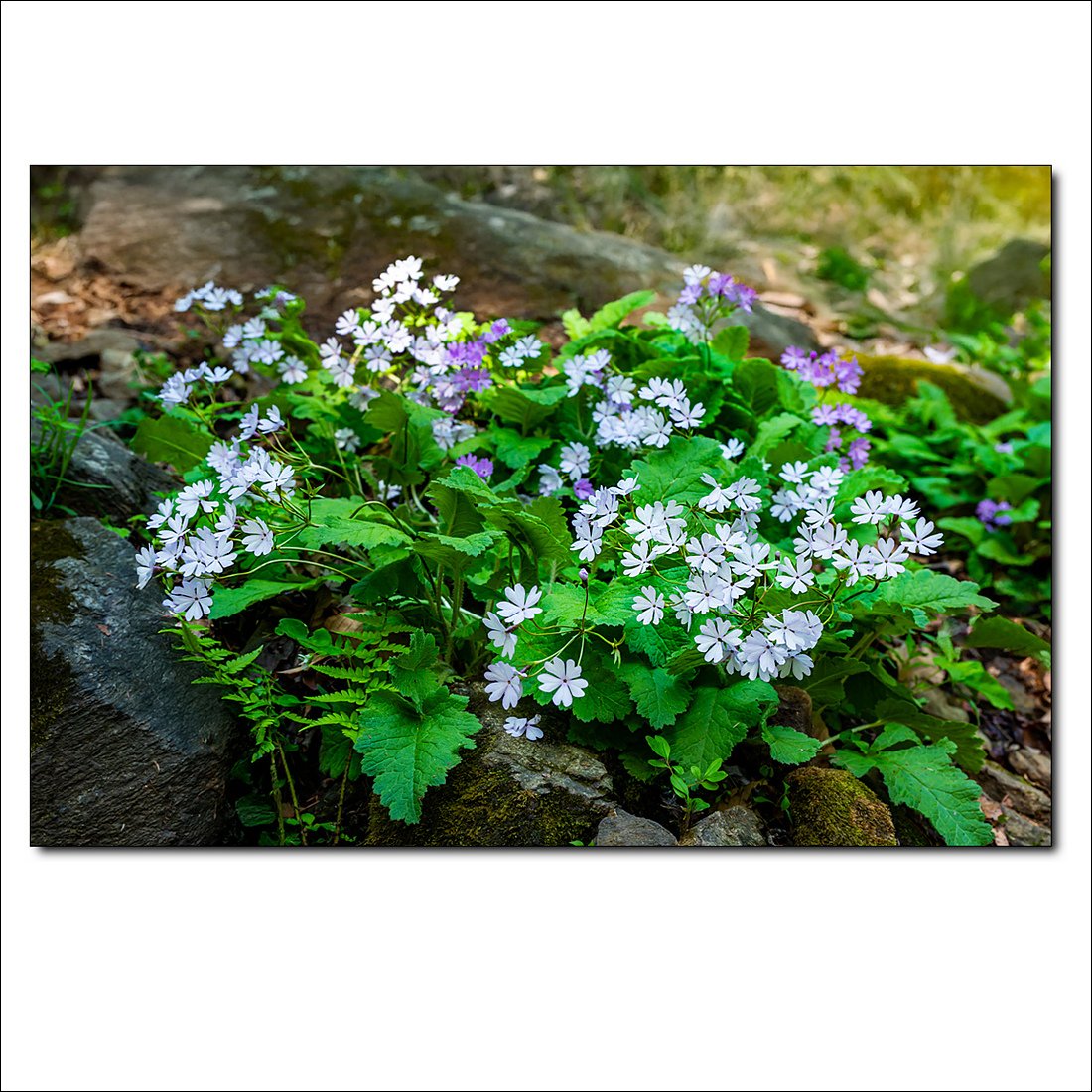 _DSC1740.jpg : 야생화 : 흰앵초