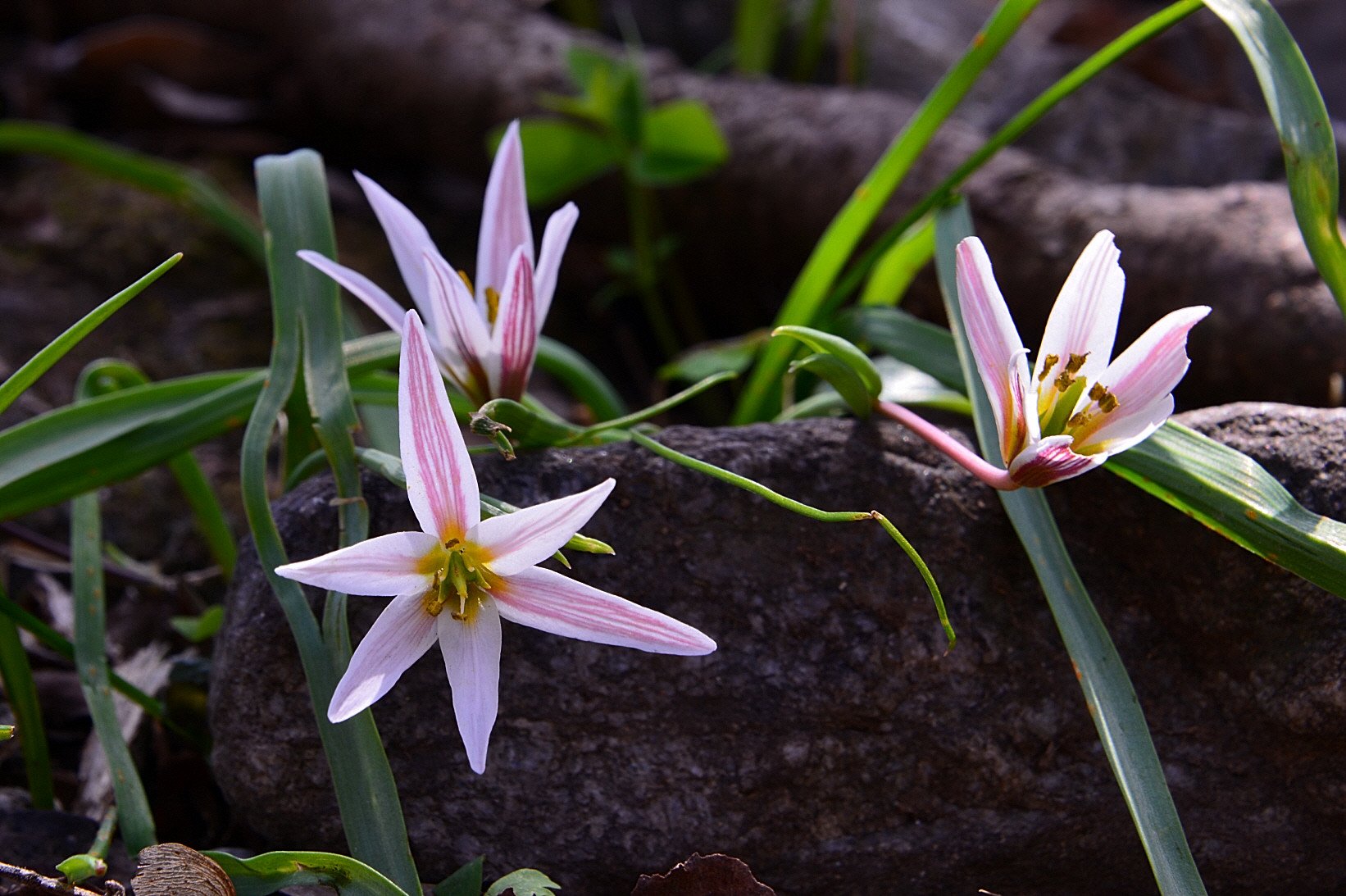 DSC_3160.JPG : 개별꽃 & 산자고