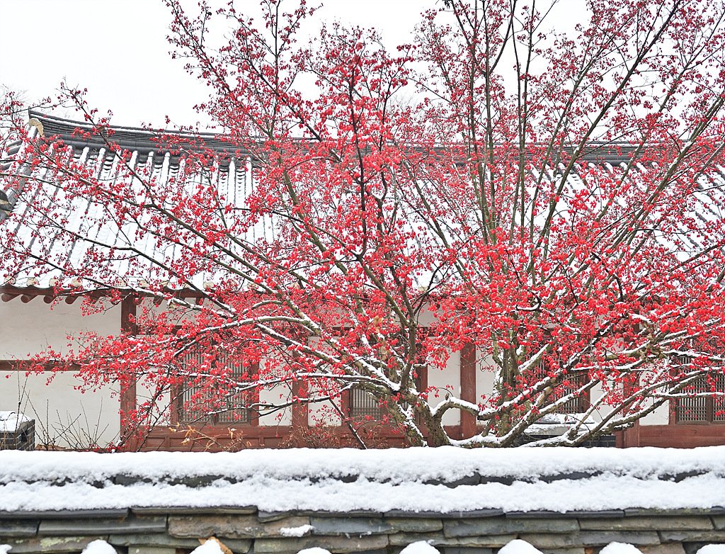 _DSC1610_00001.jpg : 12월13일 융건릉 눈온날