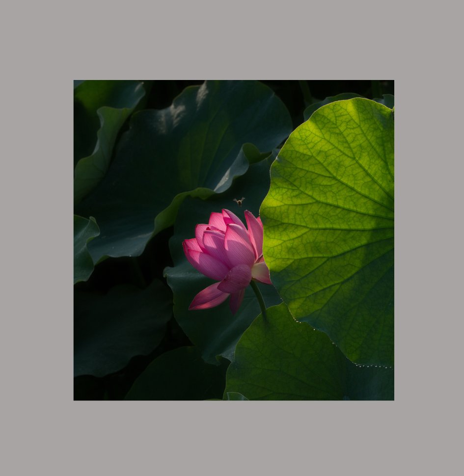 hc.jpg : 왕송지....