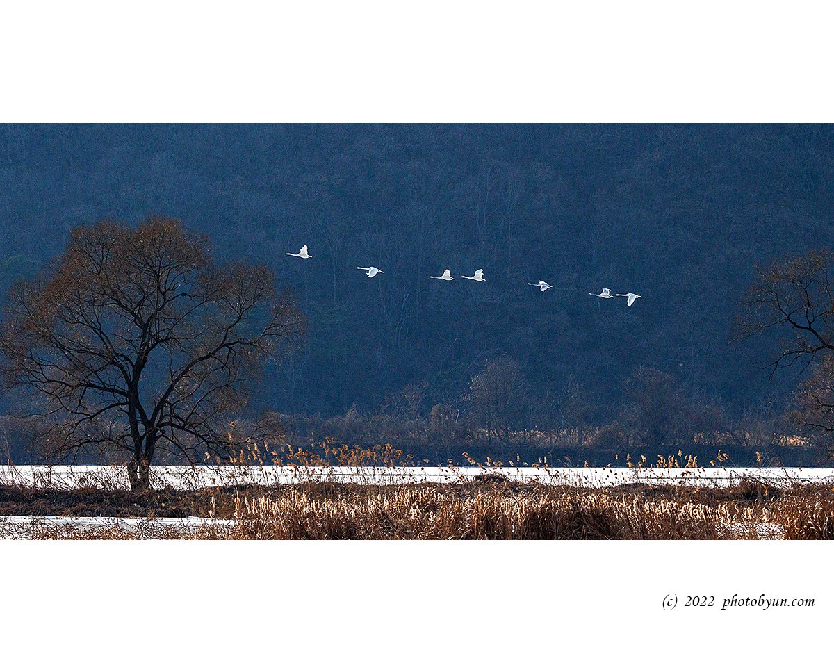 0P3A2814-편집.jpg : 경나천 고니