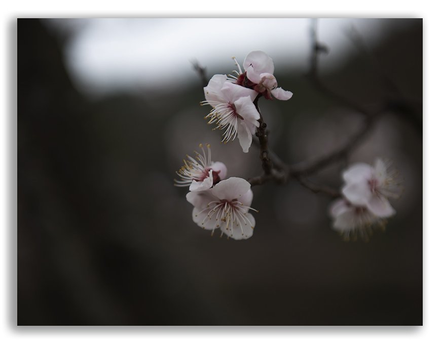 DSC_0635 @.jpg : 복사꽃