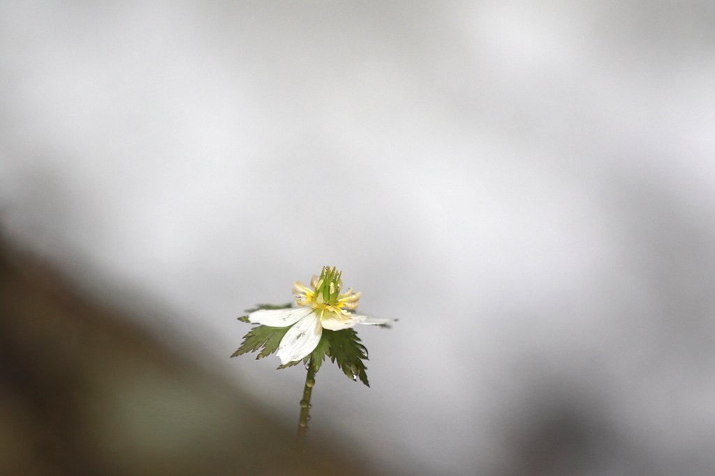 청태산-27.JPG : 힘빠진 모데미풀