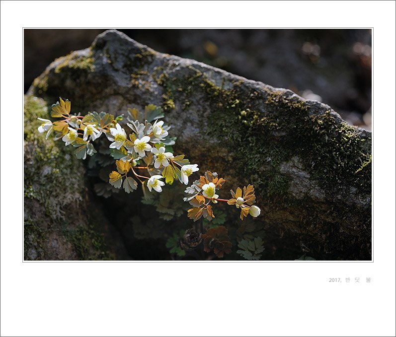 DSC_2549-1.jpg : 만주바람꽃