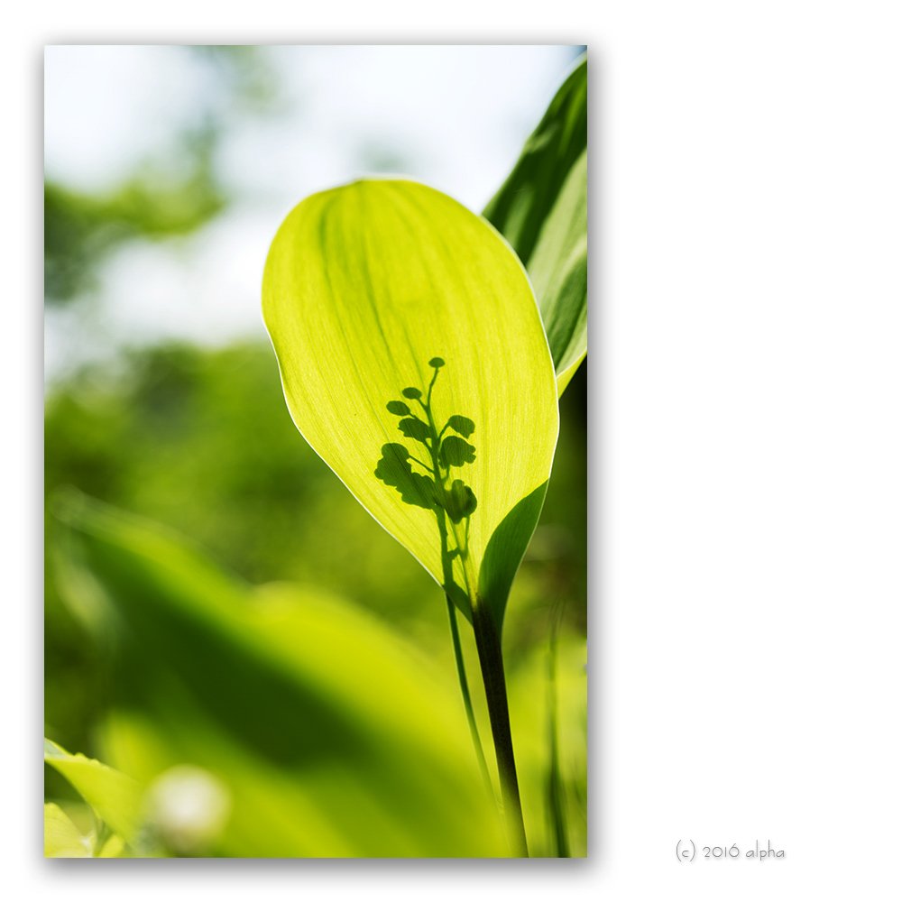 KWON4821r-1.4060.jpg : 번개인증